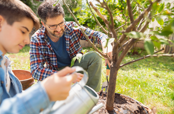 planting fruit tree