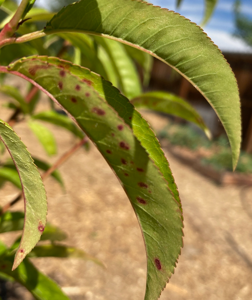 leaf spot