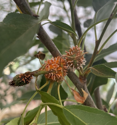 cedar apple rust