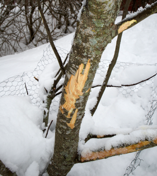 rabbit damage on fruit tree