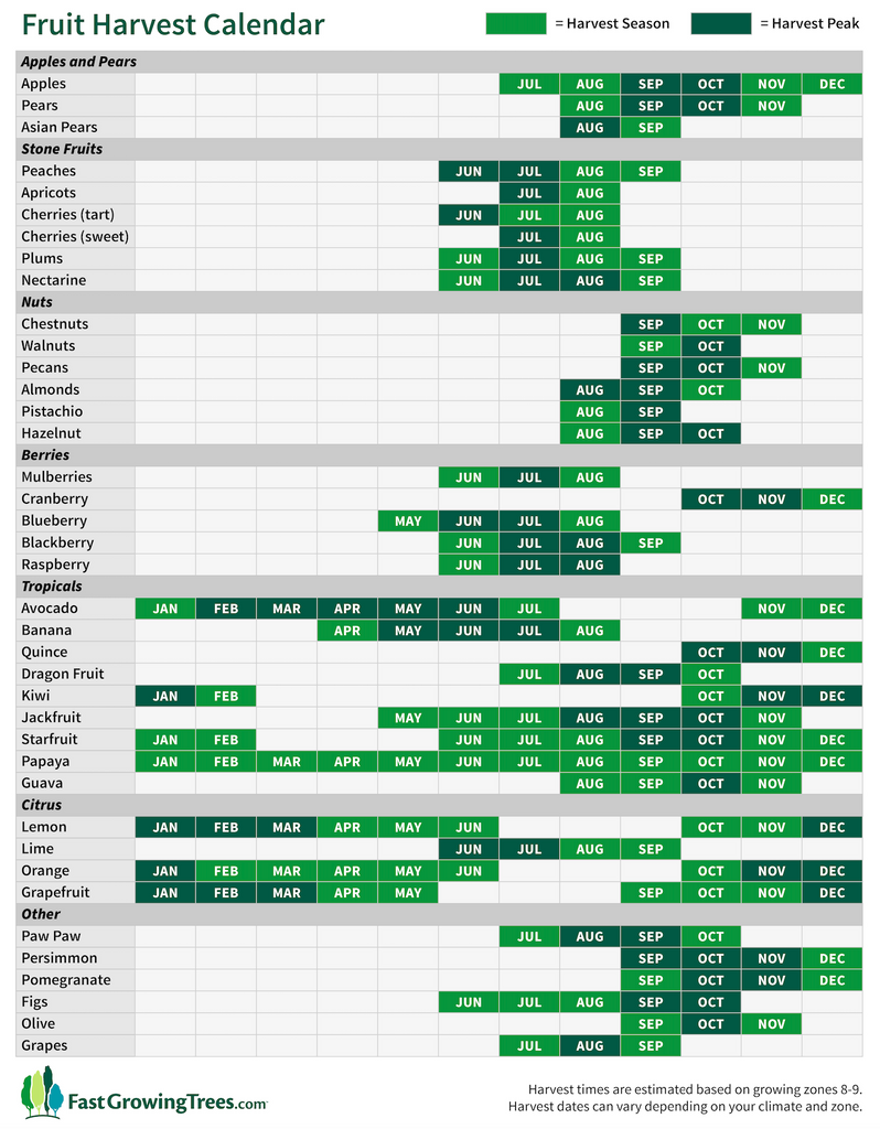 fruit tree harvest calendar