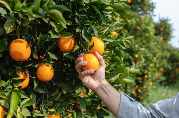 harvesting citrus