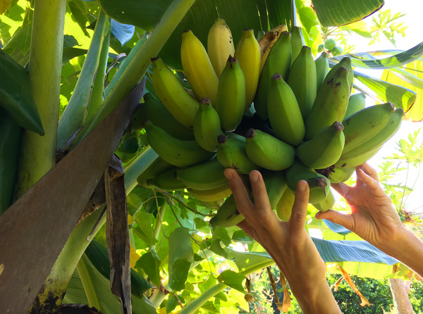 harvesting bananas