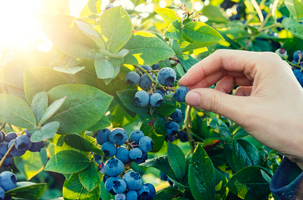 harvesting blueberries
