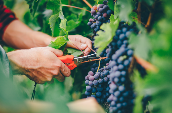 harvesting grapes