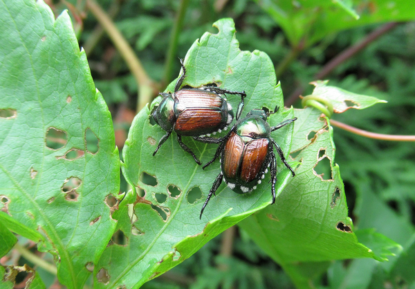 beetle damage in garden