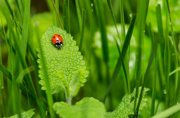 ladybug in garden