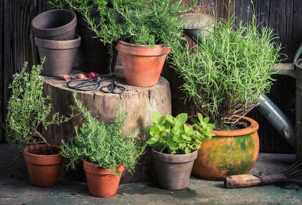 rosemary and basil