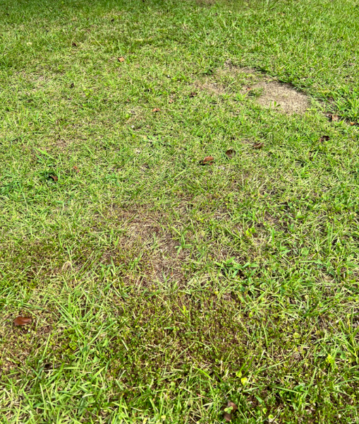 bare grass spots