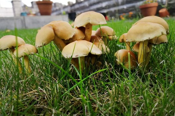 mushrooms fungi