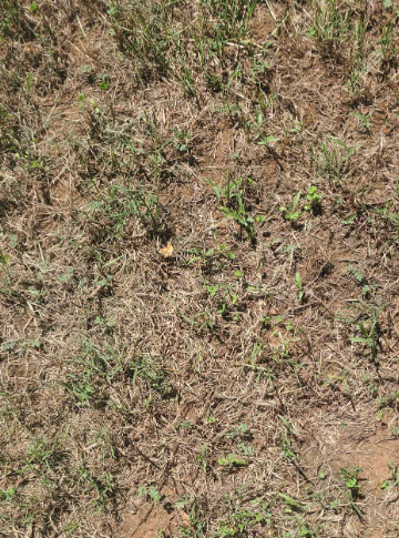 drought stressed lawn
