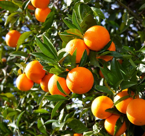 Valencia Orange Tree