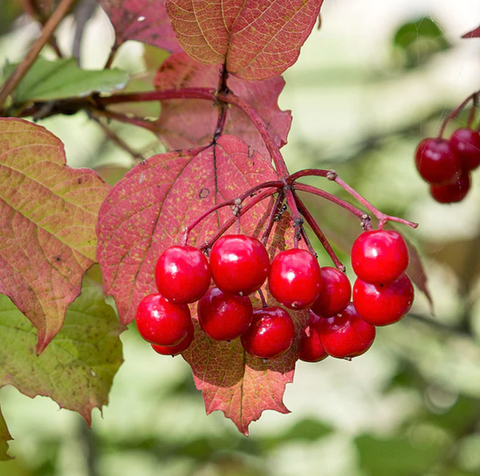 American Cranberry