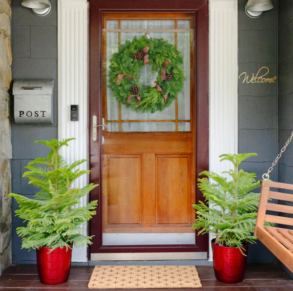 Norfolk Island Pine