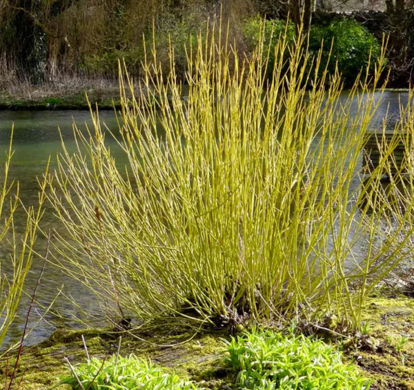 Yellow Twig Dogwood