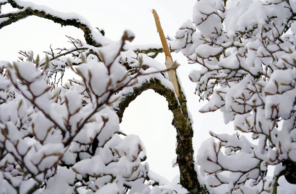 winter tree damage