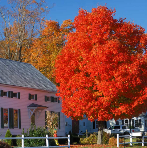 Autumn Blaze® Red Maple Tree