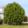 Sea Grape Bush