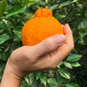 Shiranui Mandarin Tree