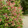 Shrimp Plant