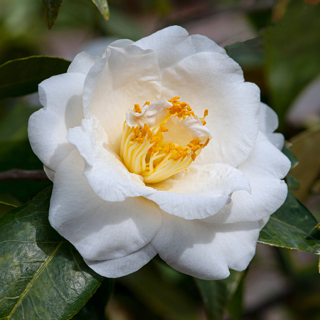 Silver Waves Camellia