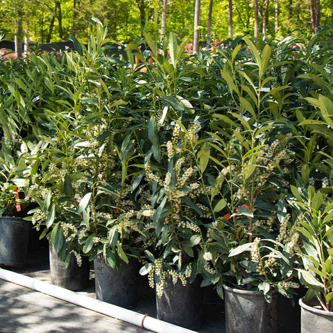 different types of laurel shrubs