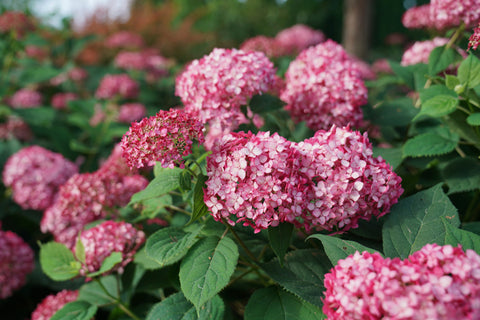 Lush Smooth Hydrangeas with pink blossoms in a garden.