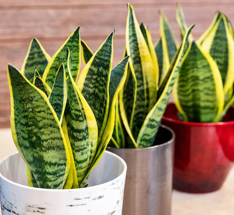 Snake Plant