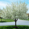 Snowdrift Crabapple Tree