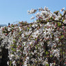 Snow Fountains® Weeping Cherry Tree