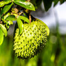 Soursop 'Guanabana' Tree