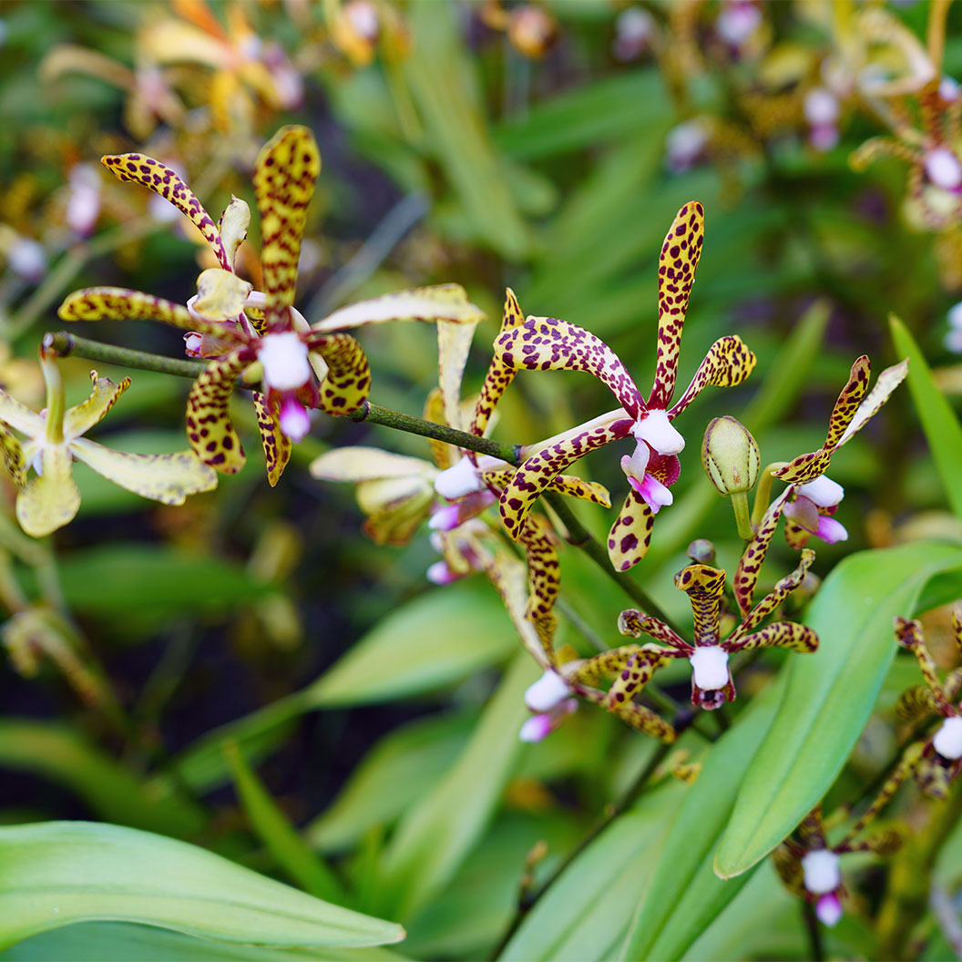 Spider Orchid