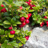 Stevens Cranberry Bush