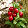 Stevens Cranberry Bush