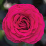 Stiletto™ Rose