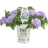 Proven Winners Superbena Royale® Stormburst Verbena