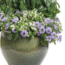 Proven Winners Superbena Royale® Stormburst Verbena