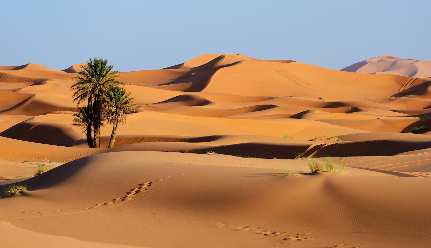 Subtropical desert