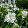 Summer Snow® Gardenia