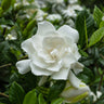 Summer Snow® Gardenia