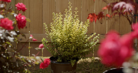 Sunshine Ligustrum amidst vibrant Knock Out® Roses in a serene garden