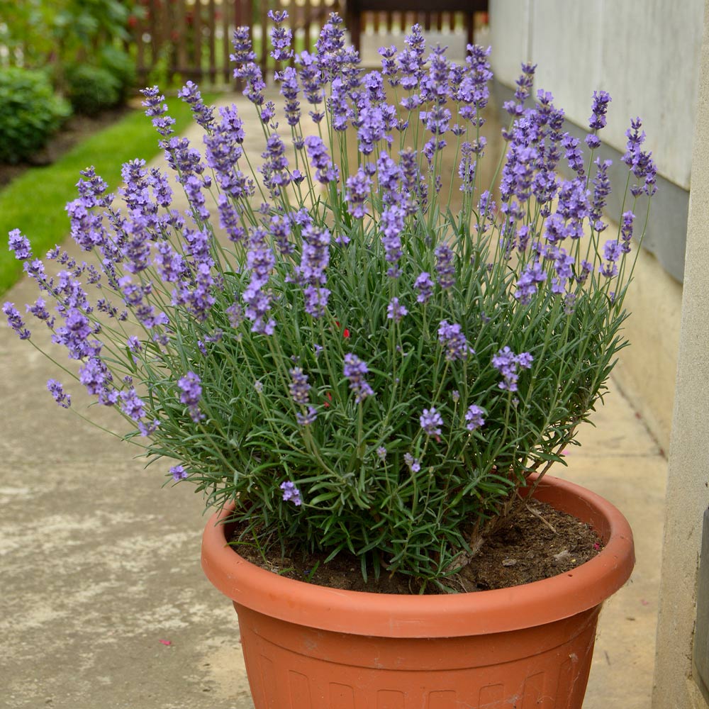 Superblue English Lavender, Lavandula