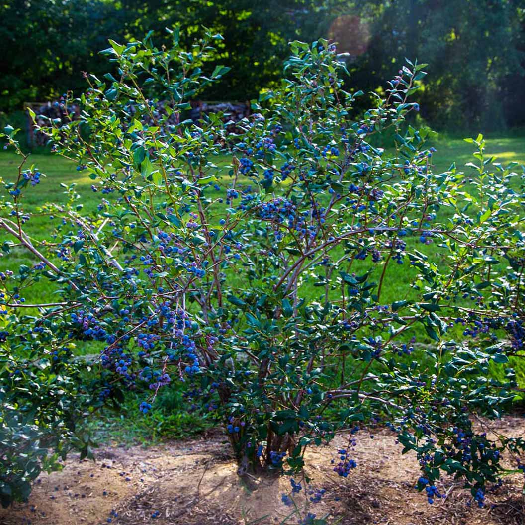 A photo of the Sweetheart Blueberry Bush