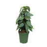 Cebu Blue Pothos Totem