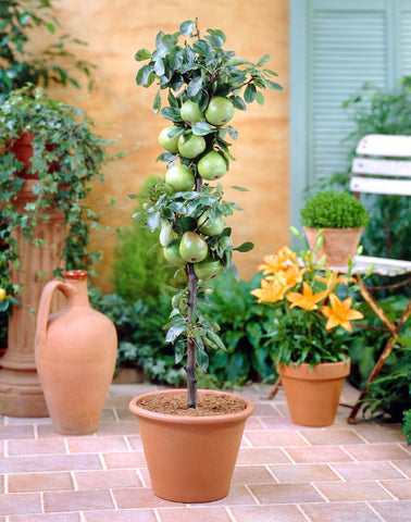 Tangy Green Columnar Apple Tree in a pot, surrounded by vibrant flowers