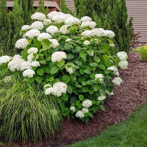 The Annabelle Hydrangea is the most popular smooth hydrangea variety.&nbsp;