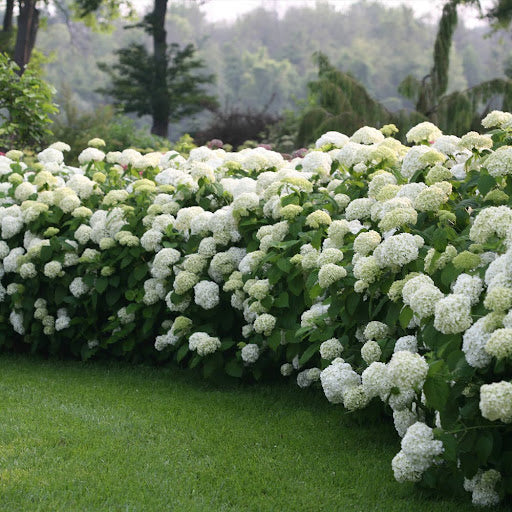 The Incrediball is another popular variety of smooth hydrangea.