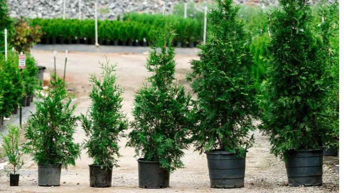 Emerald Green Arborvitae  A Narrow Privacy Tree - PlantingTree