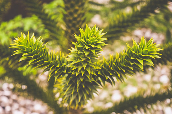 Caring for the Monkey Puzzle Tree