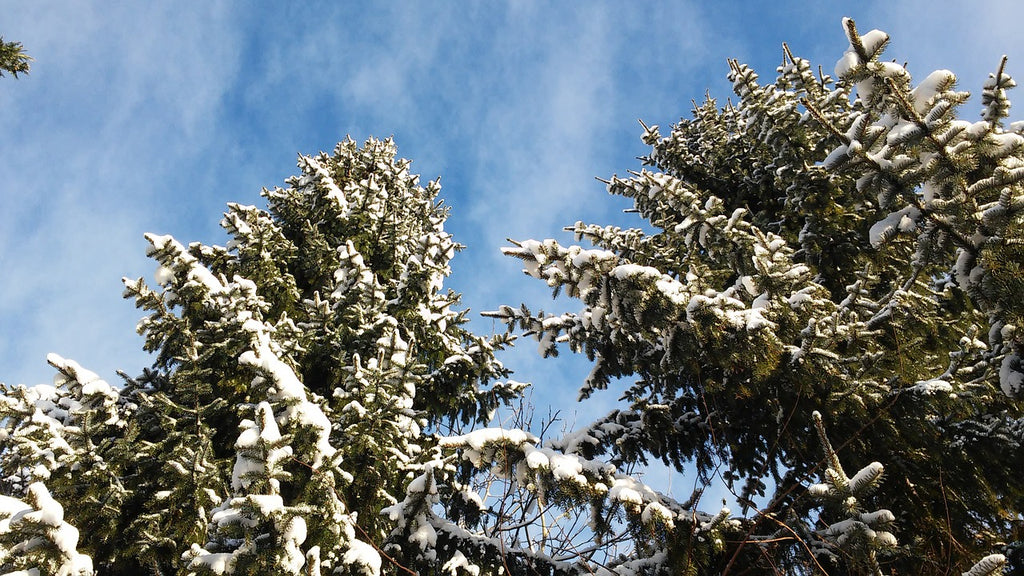 Evergreens for Cold Climates